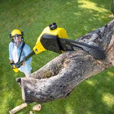 Best Arborist Consultation Services  in Forestville, CA