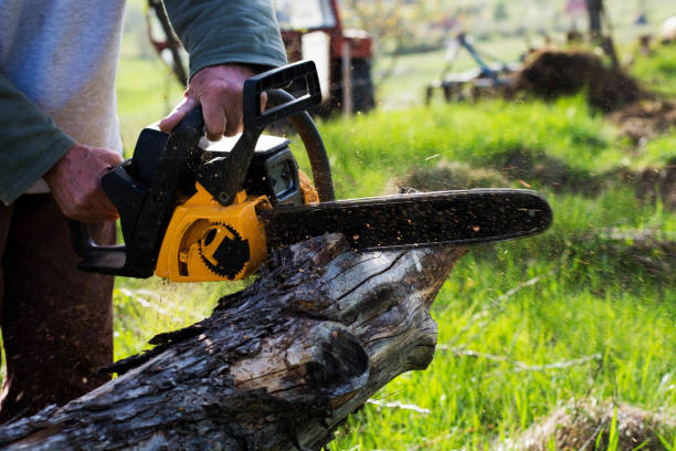 How Our Tree Care Process Works  in  Forestville, CA